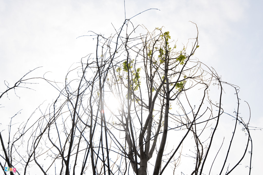 Cây phong mới trồng ở Hà Nội ra những chiếc lá đầu tiên